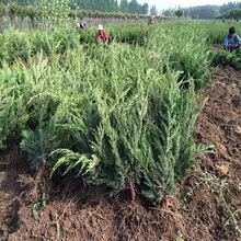 基地现货出售绿化工程用 常青 小龙柏绿篱苗 土球大 成活率高