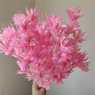 厂家供应八角花干花森系复古插花花材手工diy材料自然永生花