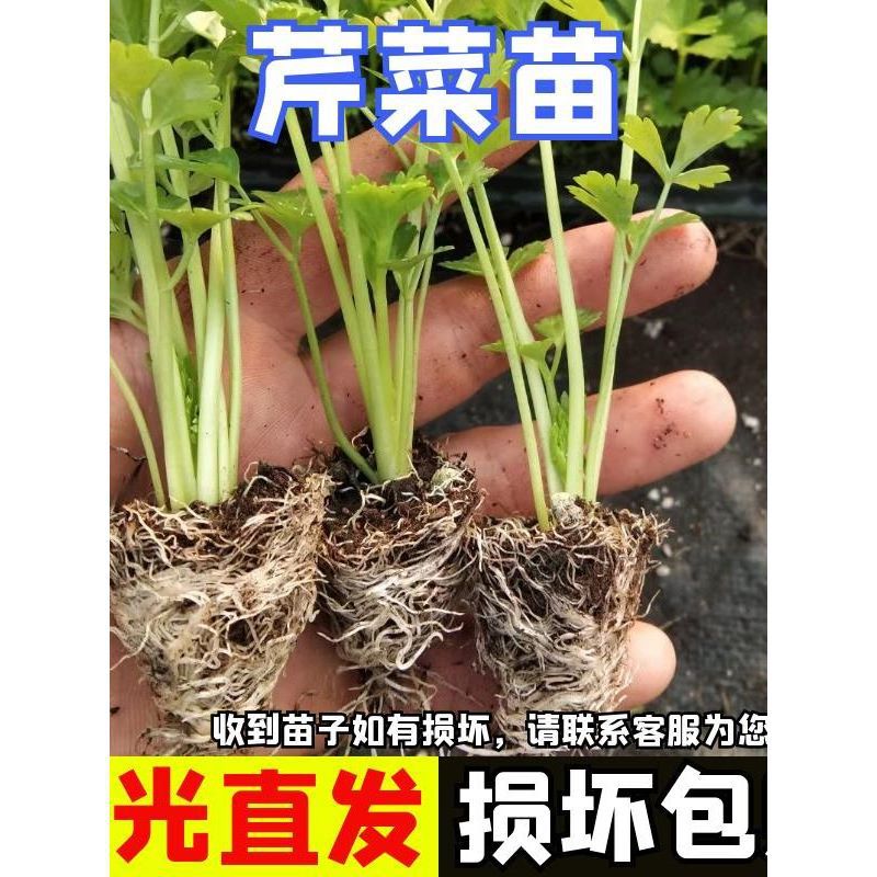 芹菜苗西芹苗子四季芹菜苗老品种皇后西芹苗幼苗盆栽山东蔬菜种苗