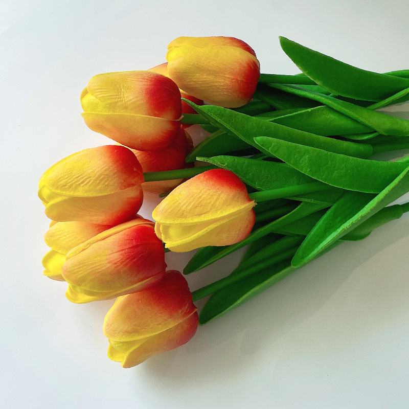 Puesta de Sol Rojo tulipán