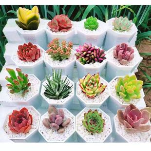 ֲ   w¶M lܶGֲСԺB^