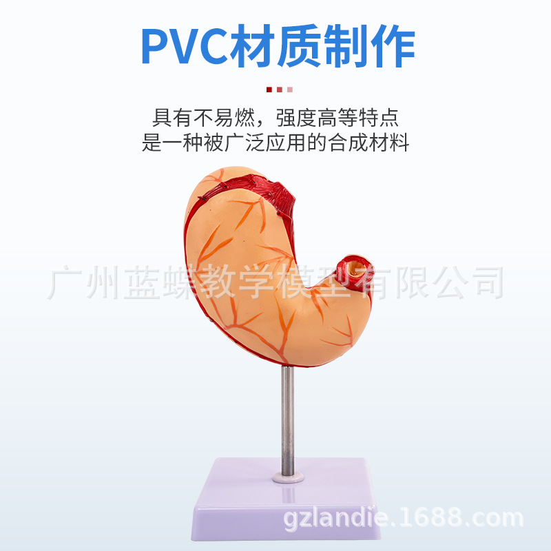 ������θģ������θ�봩�ײ�̬θģ��������θ��״�����������