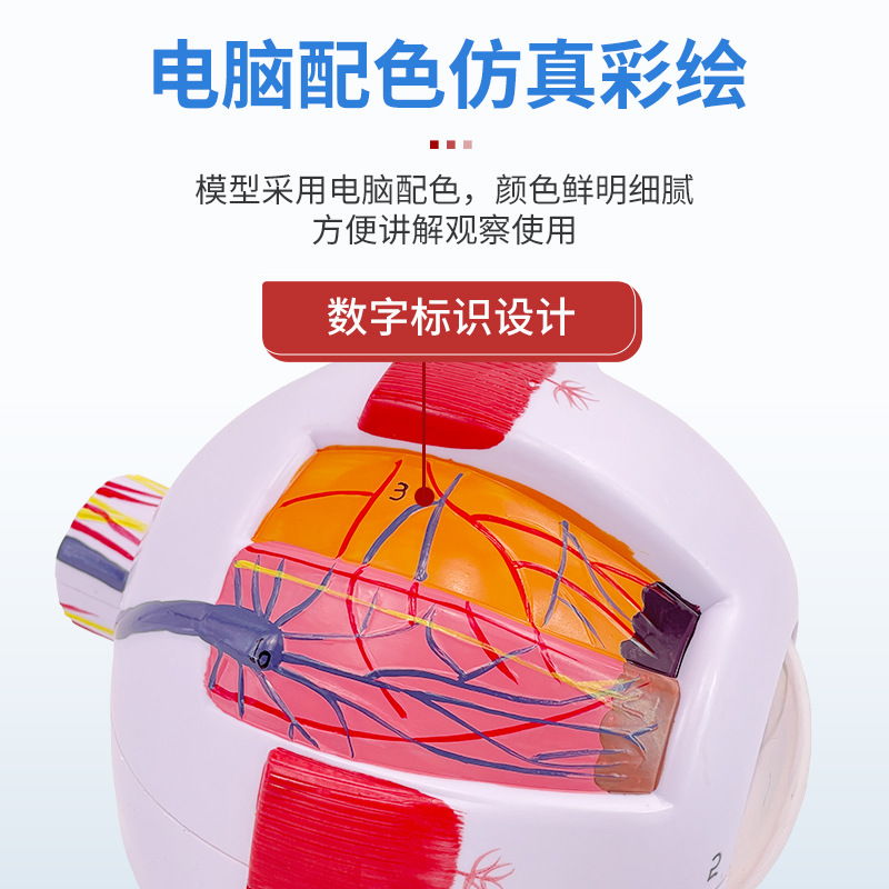 �����ѧ������ʽṹģ�Ϳɲ�ж��ͯ�����۾�ҽѧ�۲�ģ�� 6��