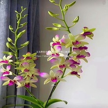 春石斛胭脂石斛兰花盆栽 网红花卉洋兰花苗盆栽 不带花苞基地批发