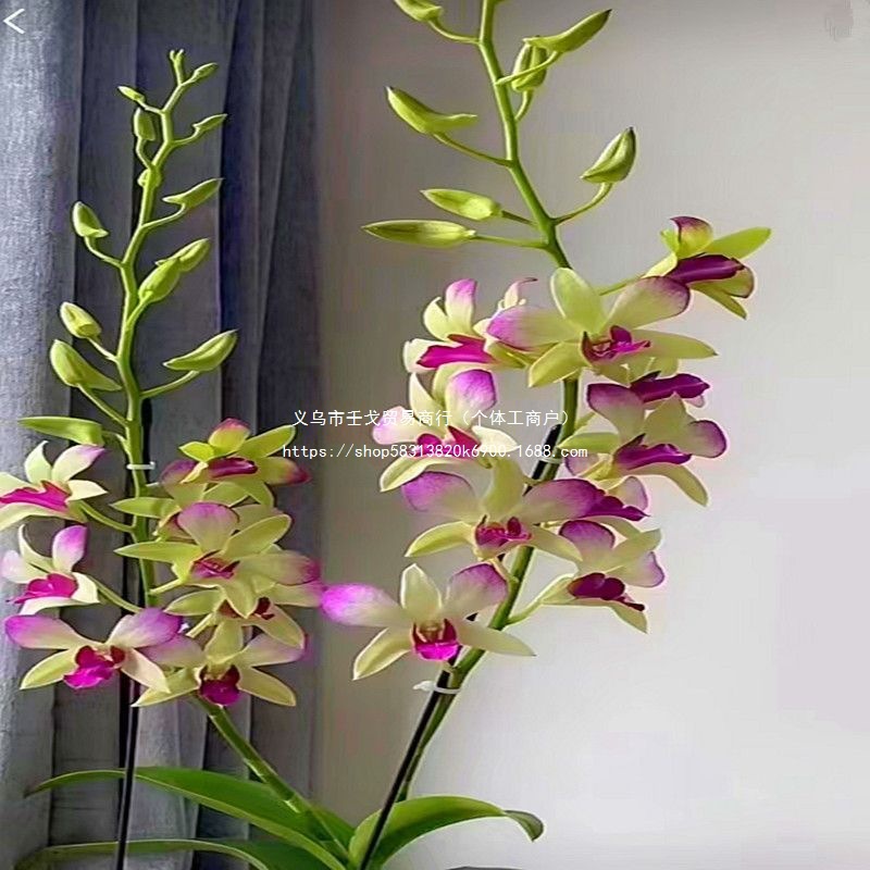 春石斛胭脂石斛兰花盆栽 网红花卉洋兰花苗盆栽 不带花苞基地批发