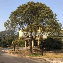 【自产自销】控根器香樟 单杆香樟丛生香樟 斜飘香樟 5杆丛生香樟