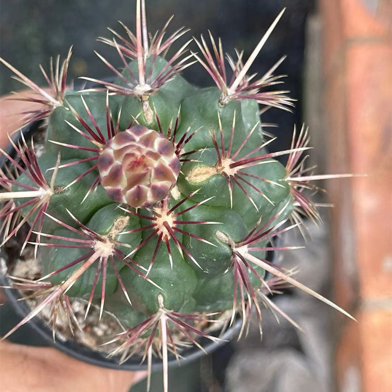 大仙人球コレクション、鉢植えの開花仙人掌、多肉植物、星兜瑞昌玉、玉龍鳳玉、玉翁|undefined