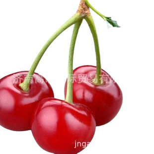 �S���L���ṩ�ك�����Frozen cherry�gӭ�xُ