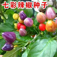 ߲ʽNӴVʽN̨^pļ߲˷N