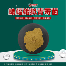 现货99%蝙蝠蛾拟青霉菌粉 虫草菌丝体粉CS-4包邮蝙蝠蛾拟青霉菌粉