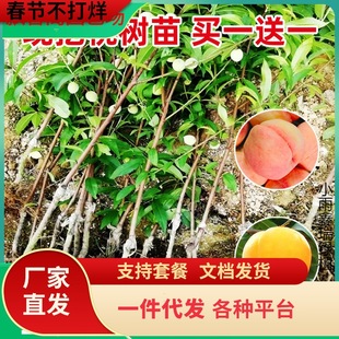 һ�����l�Ҙ�����ϱ����Nֲ����Y���ش��S�������춬�Ҙ�ˮ�ۼ�