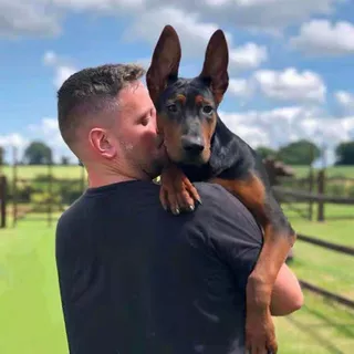 出售纯种莱州红苏联红工作犬搜救犬大型防爆犬军警犬幼犬活体狗狗