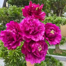 冠群芳菏泽油之梦牡丹基地批发洛阳牡丹庭院绿植花卉菏泽牡丹花苗