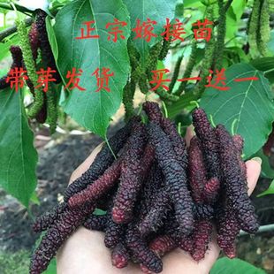 ���Iһ��һ��ɣ����޽��L��ɣ����ͥԺ���Ե��Թ����Ϸ������Nֲ