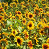 Dwarf long -headed sunflower seeds indoor and outer balcony potted courtyard ornamental flowers, good nourishment, can live four seasons seeds