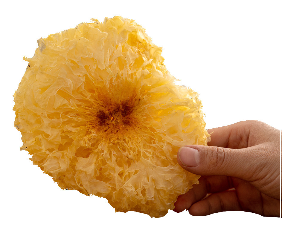 Gutian Silver Ear Mushroom Pieces (Tremella fuciformis) β Dried Bai Mu Er for Soup & Dessert key features