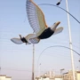 飞鹰发光发声地摊玩具