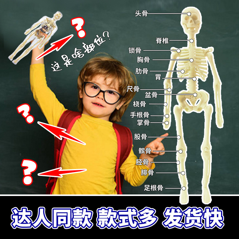 Transfronterizo pequeño modelo de esqueleto humano Amazonas esqueleto de cuerpo completo DIY infantil educación temprana juguetes de maniquí humano