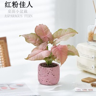 Pink Lady Potted Plant Office Desktop Four Seasons Easy-To-Care Plant Air-Purifying Green Plant Flower Pink Lover