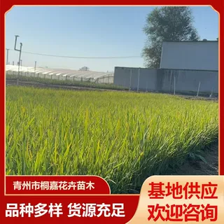 耐寒耐旱马兰观赏花基地供应水生花卉植物 工程绿化