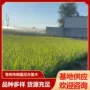 耐寒基地工程植物马兰