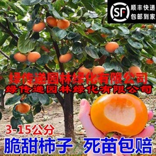 无核脆甜柿子树苗特大带土南方北方种植庭院盆栽地栽阳台黑柿果树