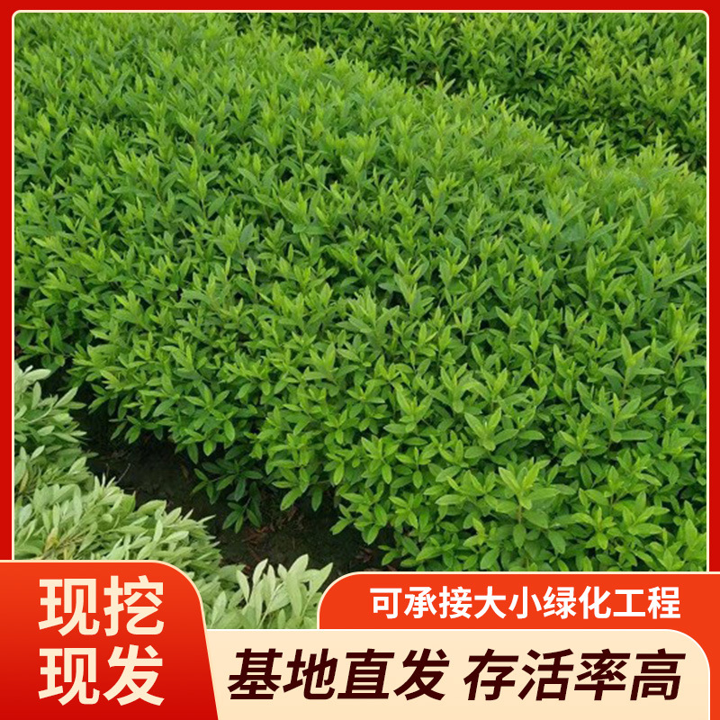 基地大量批发毛鹃杜鹃康乃馨杜鹃比利时杜鹃 锦绣杜鹃