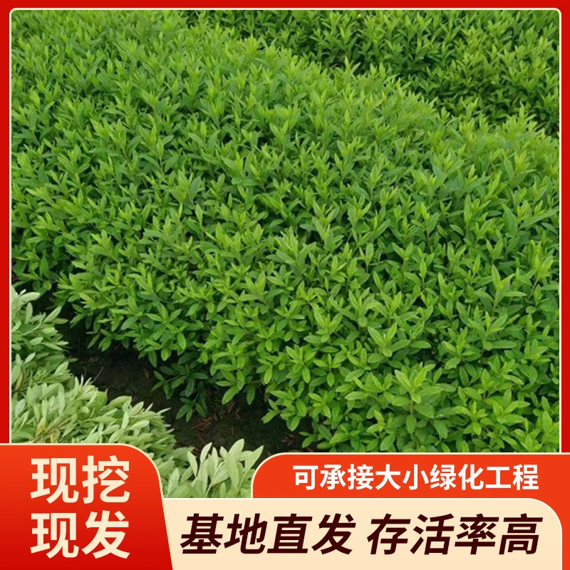 Оптовая продажа больших объемов базовых азалий, гвоздик, бельгийских азалий и гортензий.