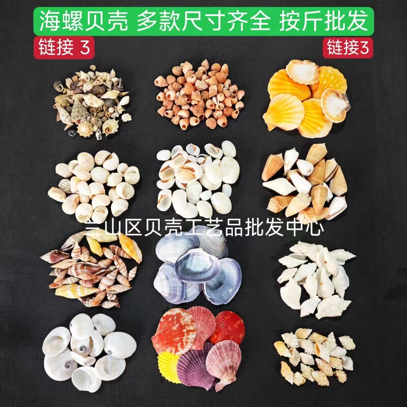 Conch Natural Shell Conch Wholesale Starfish DIY Shell Crafts Shell Souvenir Shell Specimen