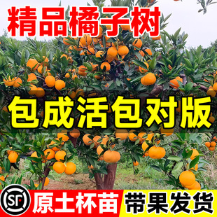 ���Ә����޽Ӵ�Ҋ�ҰҸ̴�Ƥ���ɰ�����ָ̳����ϱ����Nֲ�ļ�