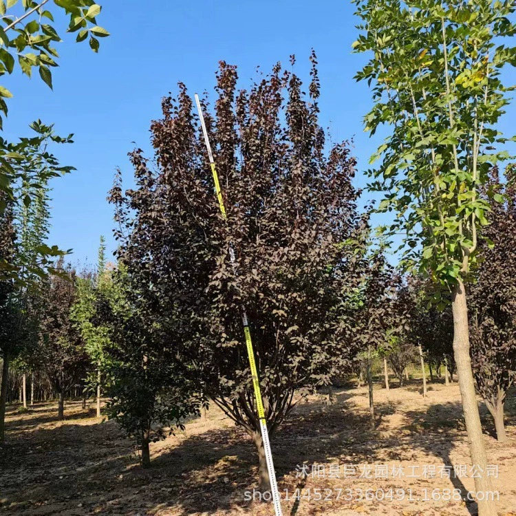 Прямые продажи инженерных саженцев для зеленения, быстрорастущих слив с фиолетовыми листьями, слив с фиолетовыми листьями большого размера, достаточное предложение по ценам.