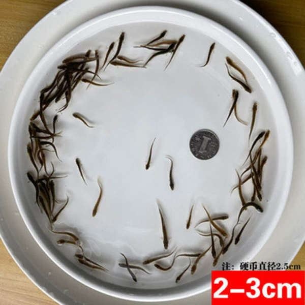 1-3cm 30 pieces special price