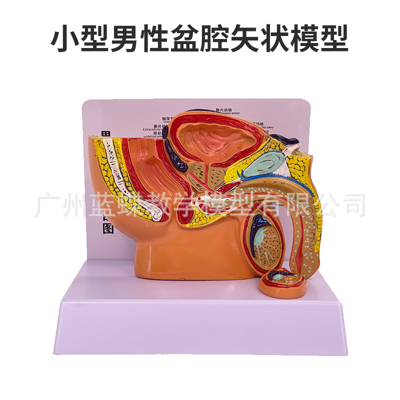 ��ǻģ��Ů��ʸ״����ģ����ֳϵͳ������������ϵͳ��ѧģ��ҽѧ