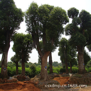 ���l������ ��������3-5-10-15-20����������С����� �G����ľ