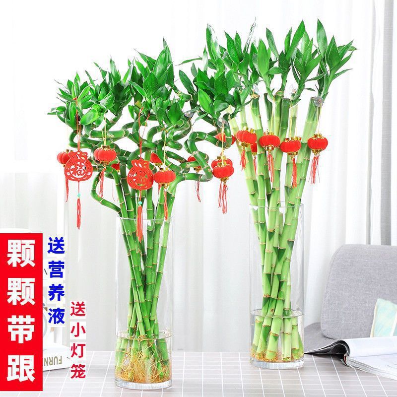 Hydroponic Bamboo with Roots, Fortune Bamboo Plant, Water-Cultured Curved Bamboo, Lucky Bamboo Potted Plant for Living Room Indoor Evergreen Green Plant