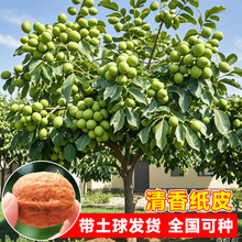 �޽Ӻ��Ҙ�����Ա�Ƥ8518��Ƥ�������ϱ����Nֲ�����箔��Y��