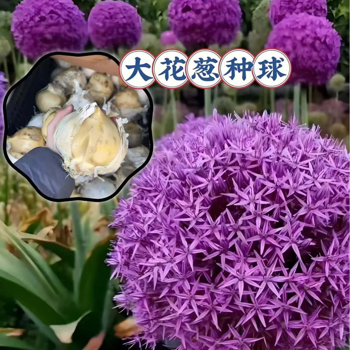 Большие луковые шарики для посадки шариков в горшках и цветочных полях для посадки цветов