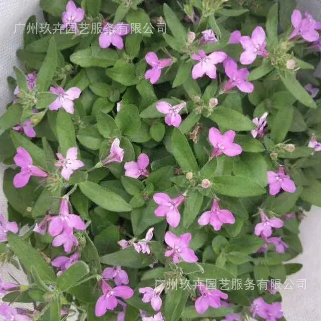 Scutellaria Barbata цветочное растение в горшке парк пейзаж озеленение завод база прямые волосы