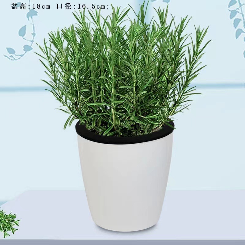 Pot