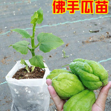 佛手瓜种瓜苗秧苗种苗带芽种子种籽子孑白种苗瓜苗发芽种植苗菜苗