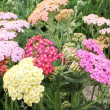 ��ݷN�ӻ�ɫ������䏲ݻ��N���ļ��׷N�ͺ������ﲥֲ�ﻨ�ݷN��