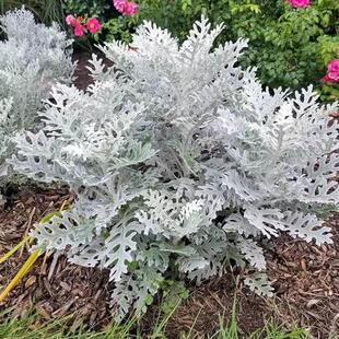 �y�~�������m�ϑ����B�Ļ��ܴ�ȫ�҃�Ȥζ�ͺ��Gֲ�̨ͥԺ�k����