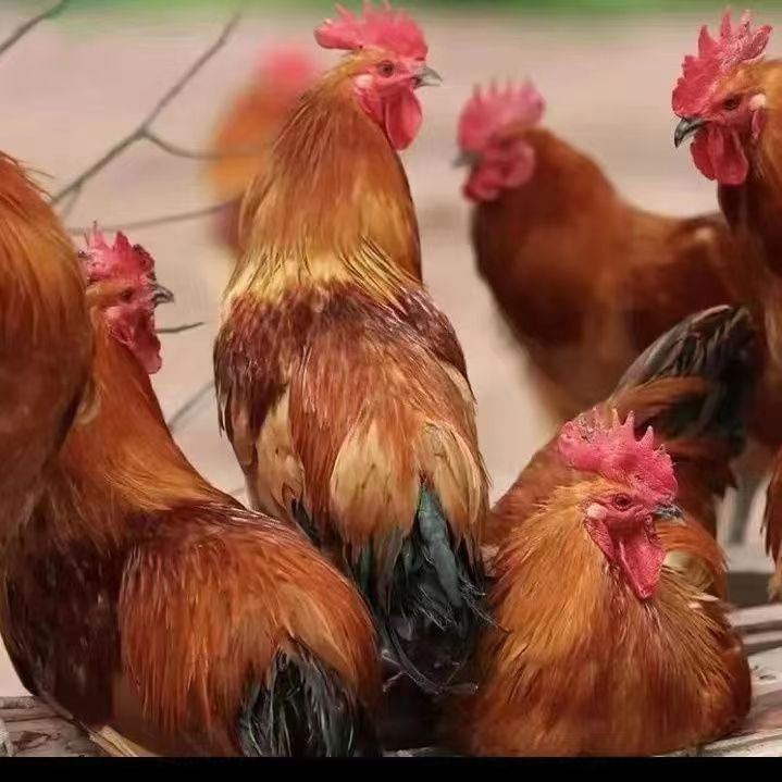 cc90c3dae5a3dc4599c9d3fb248a02