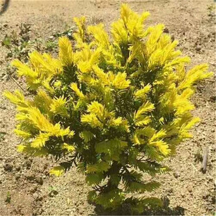 �������l���؁��t��ɼ�������ۘ�Ƙ�С��������e��ͥԺ�Gֲ����