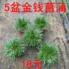 5����X�����辰�U����ҾGֲ���������Ѳ����Ҵ���ֲ��ˮꑸ׸�