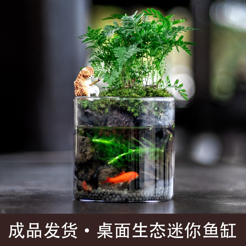 免换水鱼缸苔藓桌面景观办公室造景盆栽一体成品水培全套生态厂家