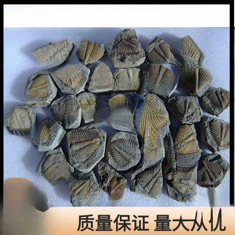 More than 0.5 billion years ago in Xiangxi, the crown of the crown, the description-level gem, the fossil of the tailed trilobite Silurian tail.