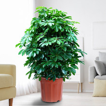 ���~ɏˮ��������ؔ��ֲ��˷���ؔ���_ľ�҃ȾGֲ���ܰlؔ��ˮ�B