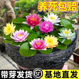 大睡莲水培植物盆栽带花苞四季开花卉池塘荷花藕种水莲花根块种子