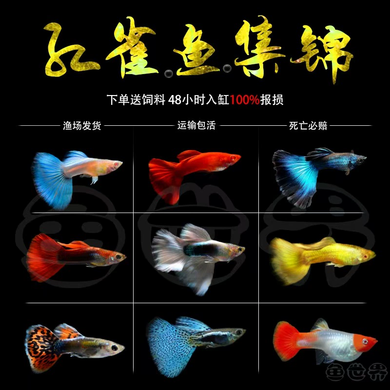 Гуппи бразильская красная, крупноухая, декоративная рыба, небесно-голубая, ледяная, белая слоновая кость, упаковка живая, полностью красная, живая